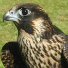 Peregrine falcon