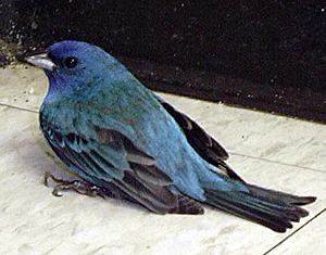 Indigo bunting