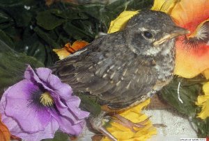 Baby robin