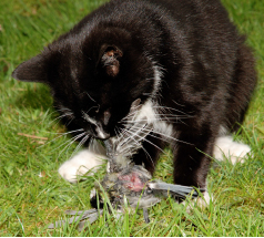cat eating bird