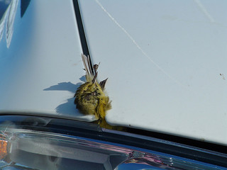 Bird in grille